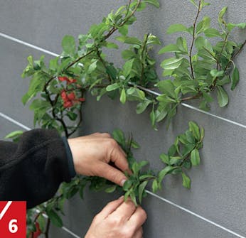 Espalier vegg: Feste espalier til vegg Espalier vegg: Feste espalier til vegg